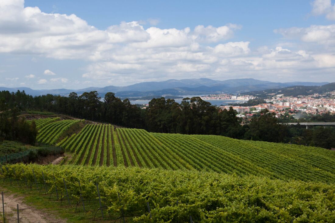 Bodegas y Viñedos Viña Cartin