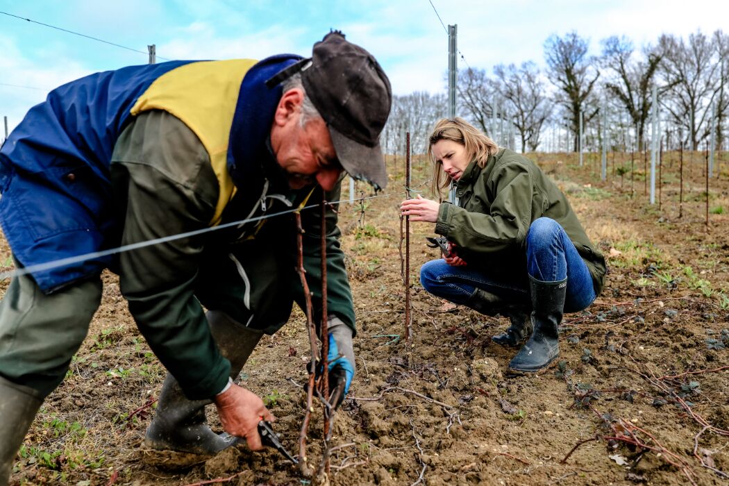 Vignobles Coudert