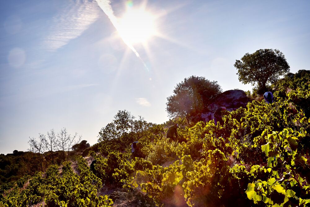 Bodega Marañones